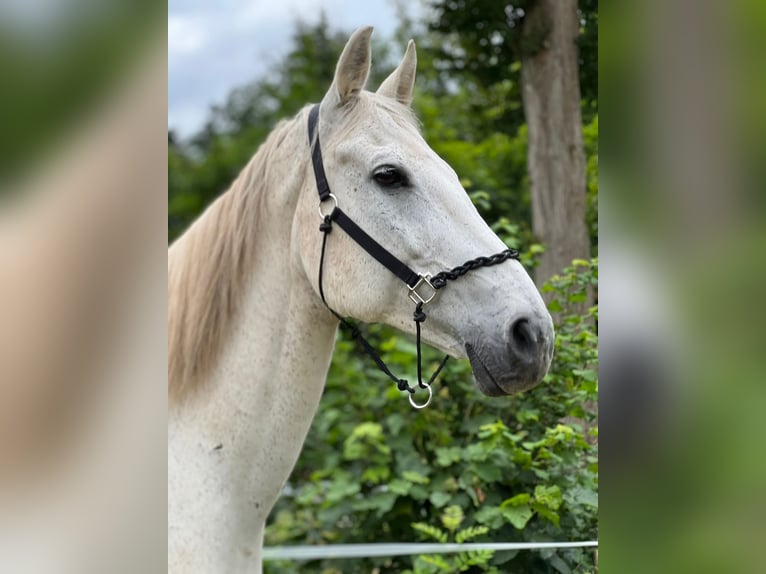 Koń holsztyński Wałach 17 lat 175 cm Siwa in Gleichen