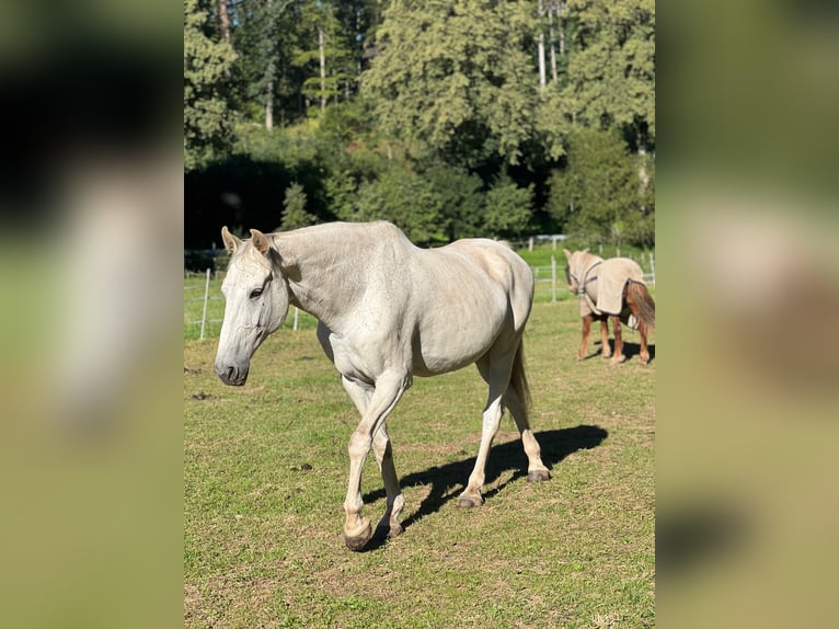 Koń holsztyński Wałach 17 lat 175 cm Siwa in Gleichen