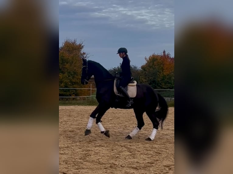 Koń holsztyński Wałach 17 lat 175 cm Skarogniada in Wiesbaden