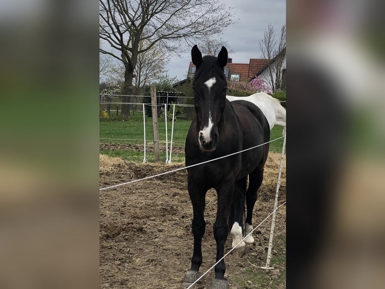 Koń holsztyński Wałach 18 lat 175 cm Skarogniada in Melle