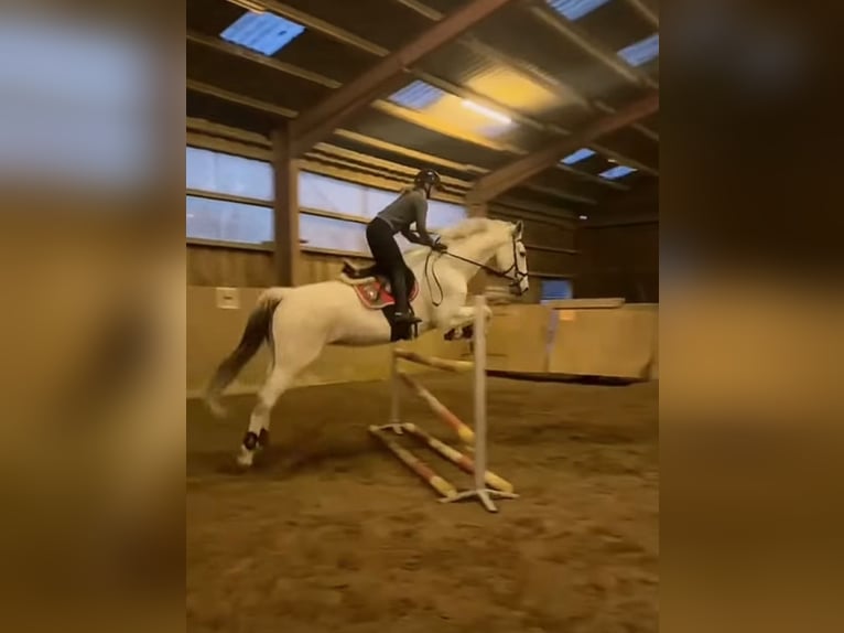 Koń holsztyński Wałach 18 lat 180 cm Siwa in Stakendorf