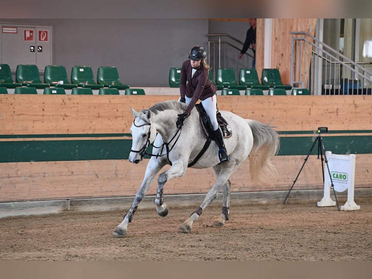 Koń holsztyński Wałach 18 lat 185 cm Siwa in Breitenfurt bei Wien
