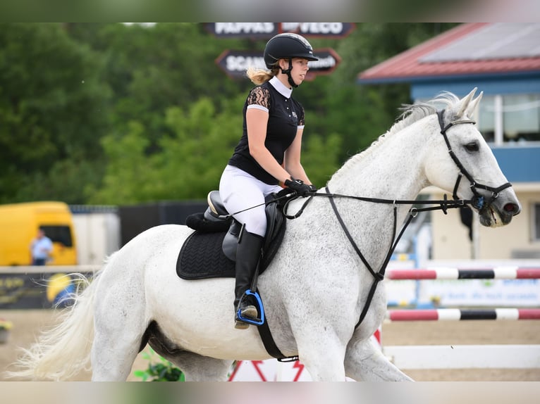 Koń holsztyński Wałach 18 lat 185 cm Siwa in Breitenfurt bei Wien