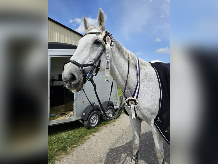 Koń holsztyński Wałach 18 lat 185 cm Siwa in Breitenfurt bei Wien