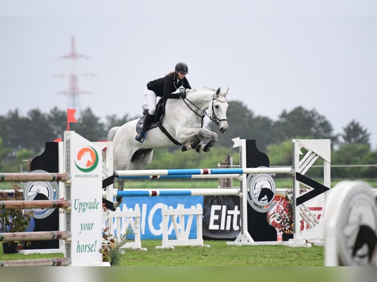 Koń holsztyński Wałach 18 lat 185 cm Siwa in Breitenfurt bei Wien