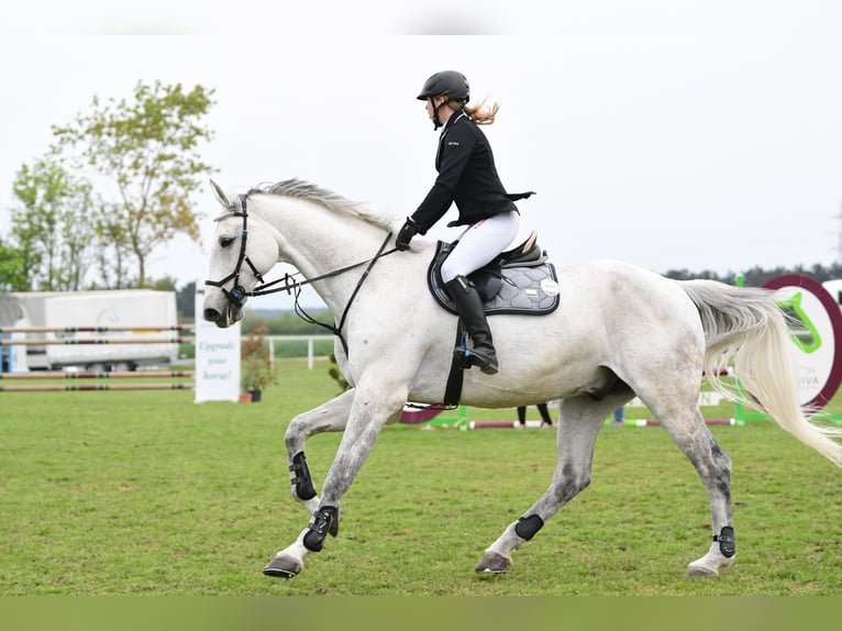 Koń holsztyński Wałach 18 lat 185 cm Siwa in Breitenfurt bei Wien