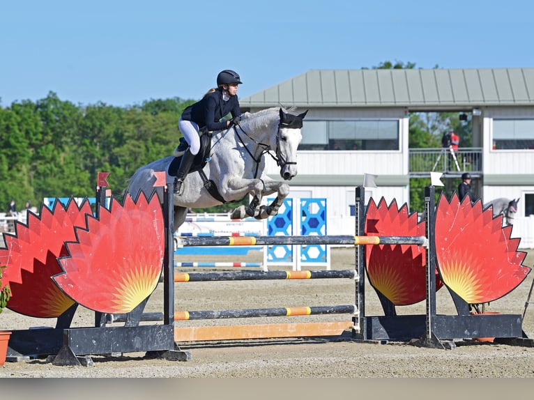 Koń holsztyński Wałach 18 lat 185 cm Siwa in Breitenfurt bei Wien