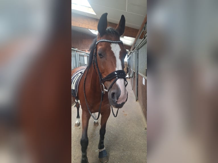 Koń holsztyński Wałach 19 lat 163 cm Gniada in Sankt Peter-Ording