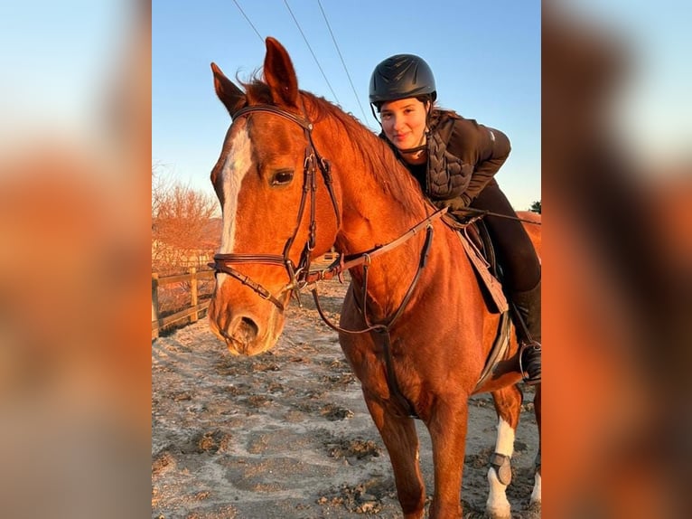 Koń holsztyński Wałach 19 lat 165 cm Ciemnokasztanowata in Nea Redestos, Thessaloniki