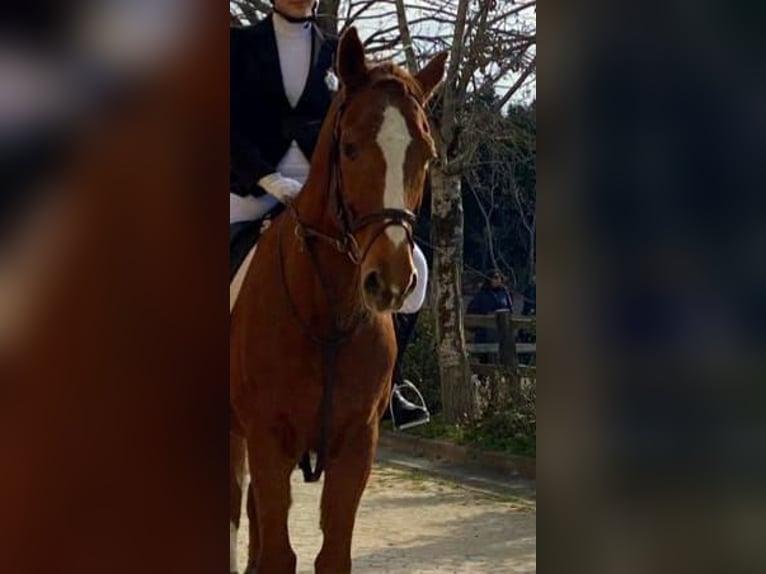 Koń holsztyński Wałach 19 lat 165 cm Ciemnokasztanowata in Nea Redestos, Thessaloniki