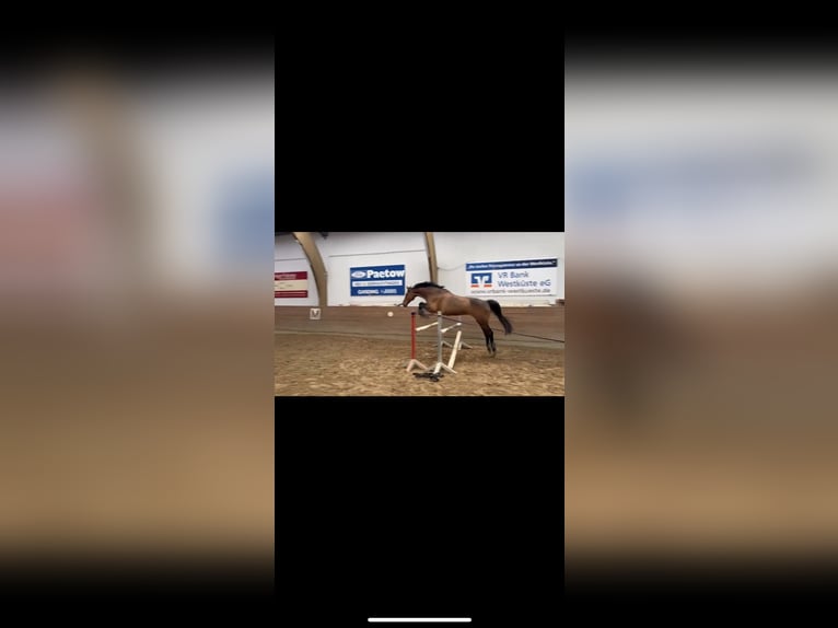 Koń holsztyński Wałach 19 lat 167 cm Gniada in Garding