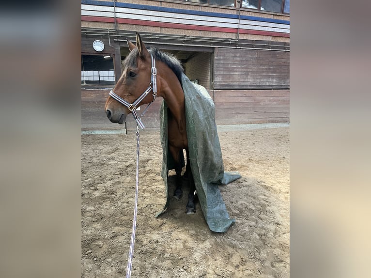 Koń holsztyński Wałach 19 lat 167 cm Gniada in Garding