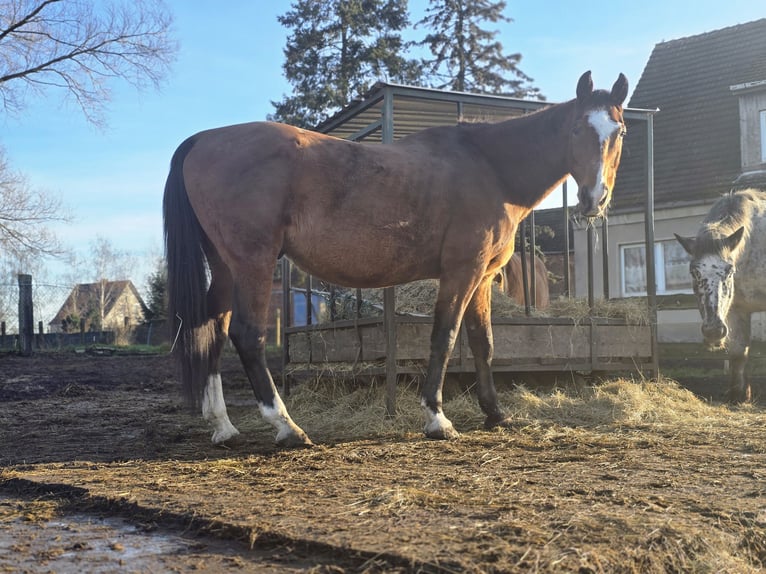 Koń holsztyński Wałach 20 lat 169 cm Gniada in Körbelitz