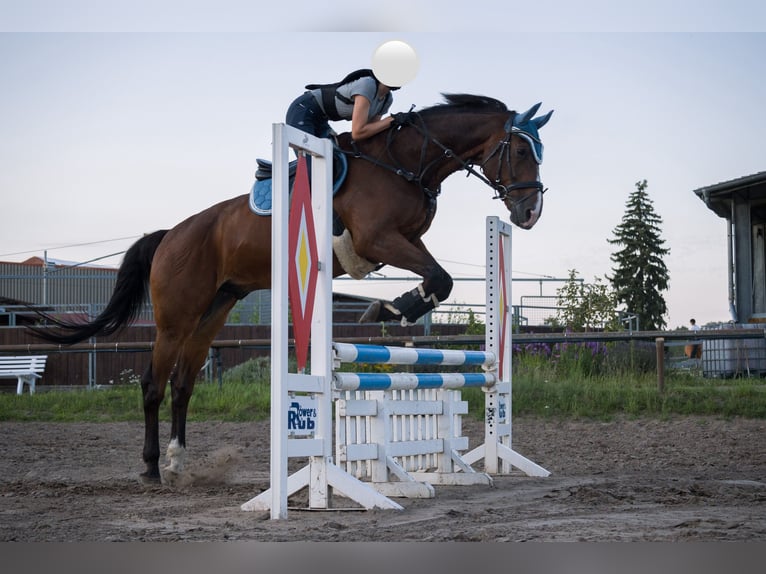 Koń holsztyński Wałach 20 lat 170 cm Gniada in Weiterstadt
