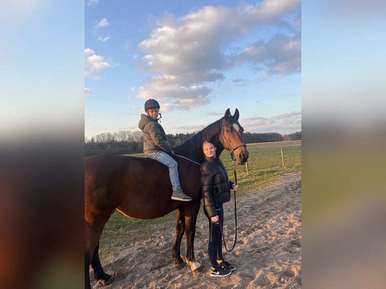 Koń holsztyński Wałach 21 lat 170 cm Gniada in Achim