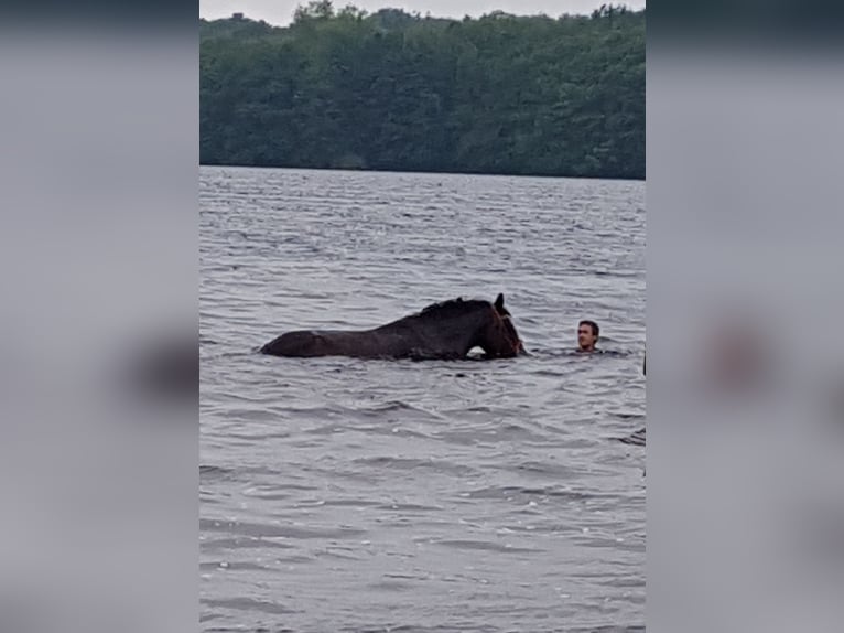 Koń holsztyński Wałach 23 lat 173 cm Ciemnogniada in Emkendorf