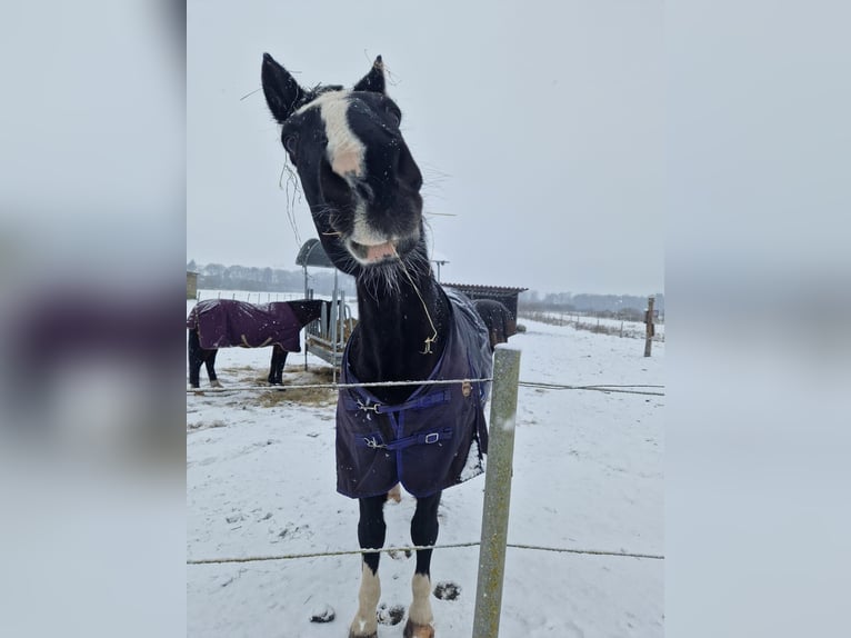 Koń holsztyński Wałach 23 lat 173 cm Ciemnogniada in Emkendorf