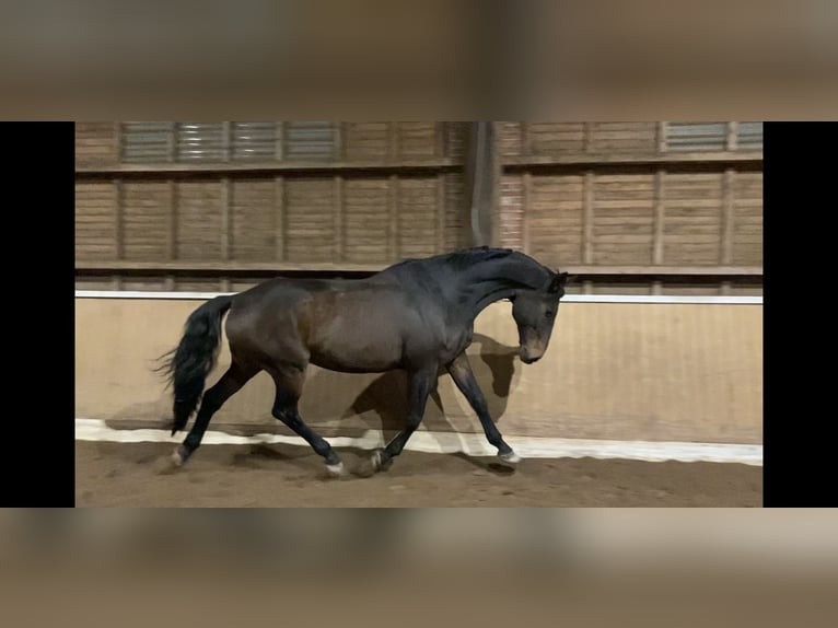 Koń holsztyński Wałach 23 lat 173 cm Ciemnogniada in Altenholz