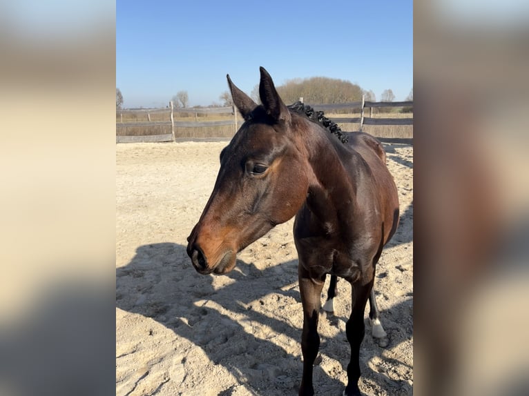 Koń holsztyński Wałach 2 lat 157 cm Gniada in Kabelsketal