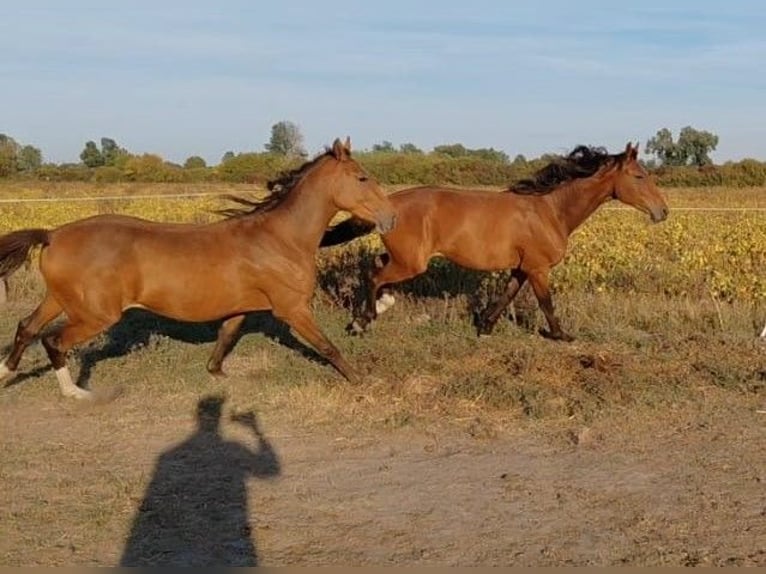 Koń holsztyński Mix Wałach 2 lat 163 cm Gniada in Vinkovci