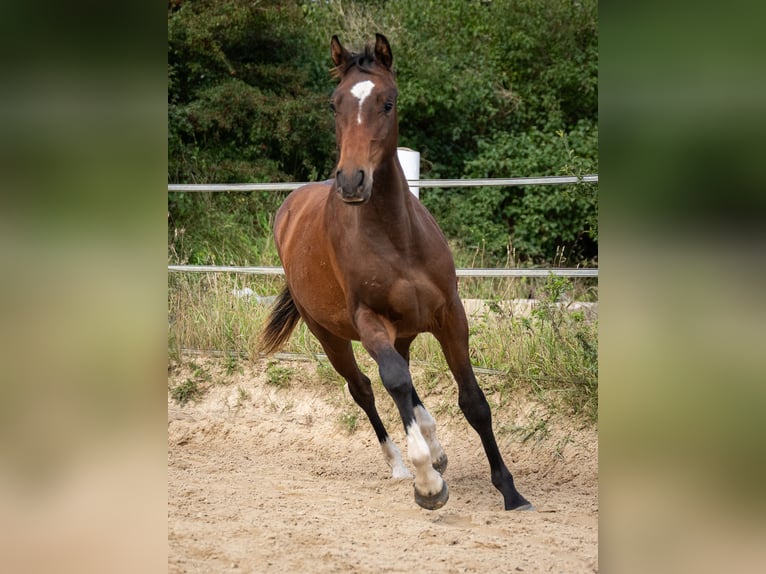 Koń holsztyński Wałach 2 lat 163 cm Gniada in Oeversee