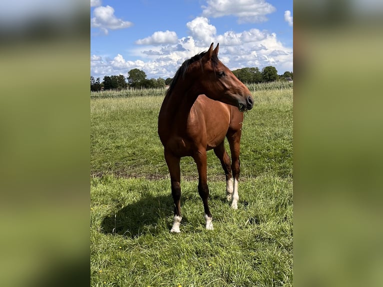 Koń holsztyński Wałach 2 lat 170 cm Gniada in Averlak