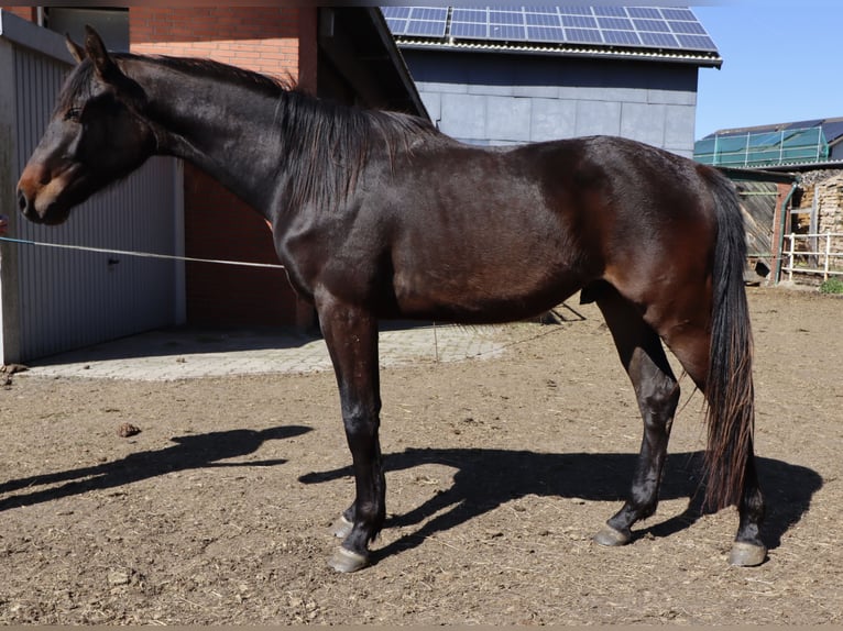 Koń holsztyński Wałach 2 lat Ciemnogniada in Todendorf