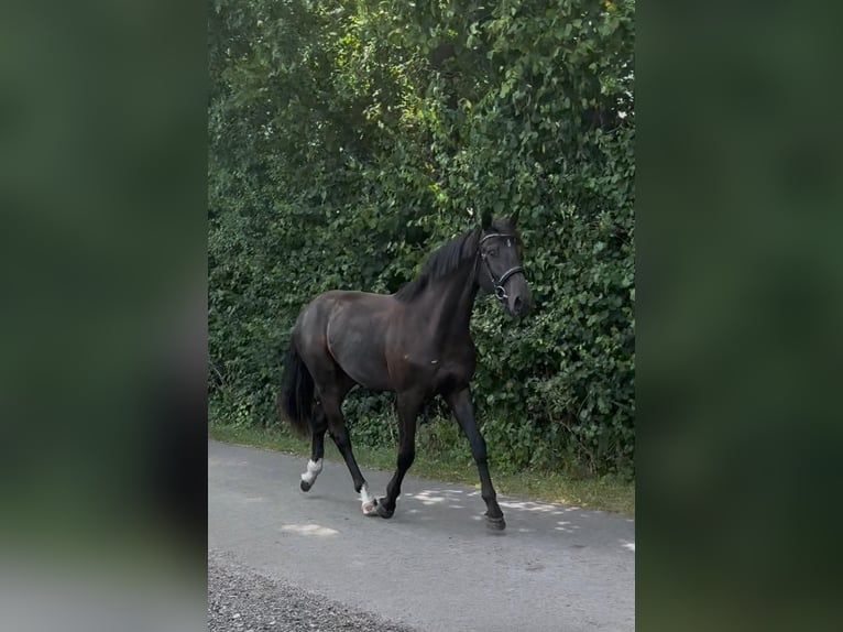 Koń holsztyński Wałach 2 lat Skarogniada in Westerhorn