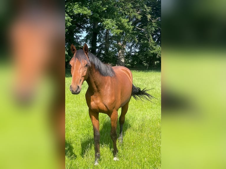 Koń holsztyński Wałach 3 lat 163 cm Gniada in Alt Duvenstedt