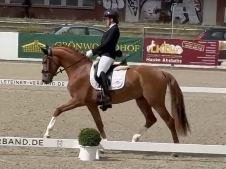 Koń holsztyński Wałach 3 lat 163 cm Kasztanowata in Berne