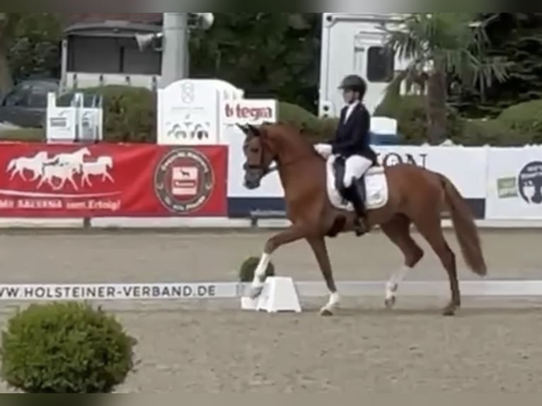 Koń holsztyński Wałach 3 lat 163 cm Kasztanowata in Berne