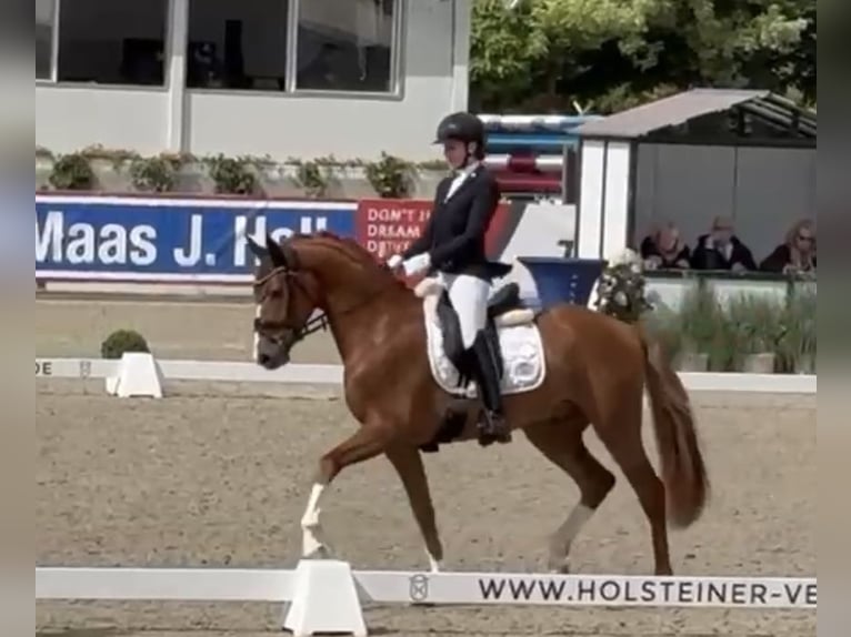 Koń holsztyński Wałach 3 lat 163 cm Kasztanowata in Berne