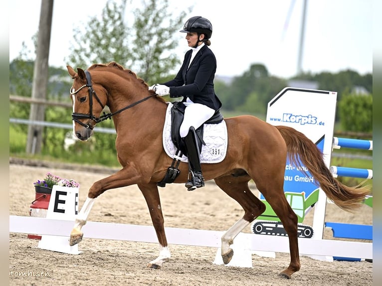 Koń holsztyński Wałach 3 lat 163 cm Kasztanowata in Berne