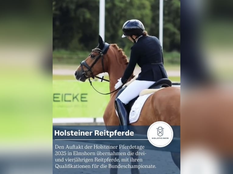 Koń holsztyński Wałach 3 lat 163 cm Kasztanowata in Berne
