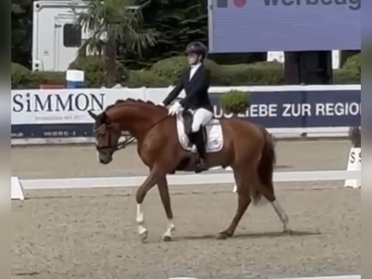 Koń holsztyński Wałach 3 lat 163 cm Kasztanowata in Berne