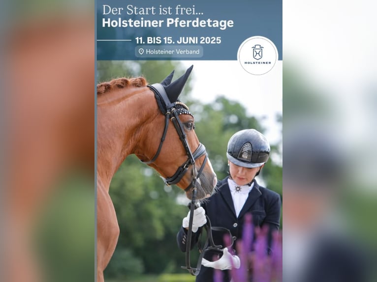 Koń holsztyński Wałach 3 lat 163 cm Kasztanowata in Berne