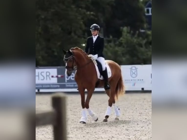 Koń holsztyński Wałach 3 lat 163 cm Kasztanowata in Berne