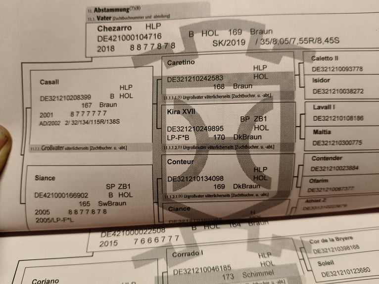 Koń holsztyński Wałach 3 lat 163 cm Kasztanowata in Malente