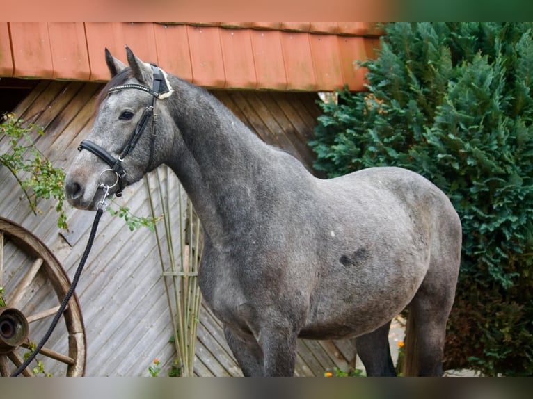 Koń holsztyński Wałach 3 lat 163 cm Siwa in Tremsb&#xFC;ttel