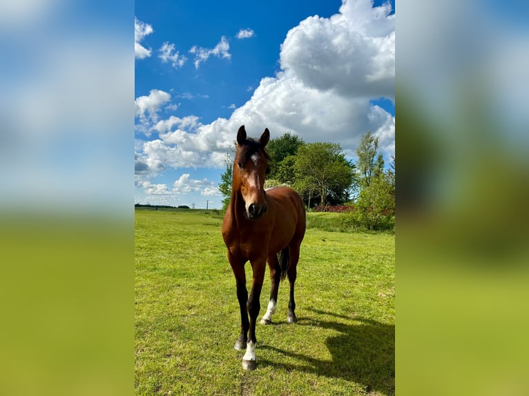 Koń holsztyński Wałach 3 lat 164 cm Gniada in Mildstedt