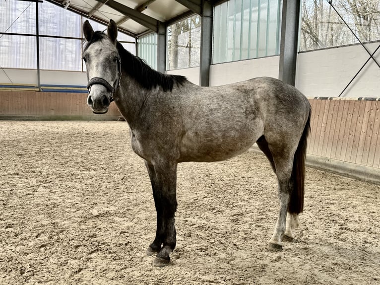 Koń holsztyński Wałach 3 lat 166 cm Siwa in Oersdorf