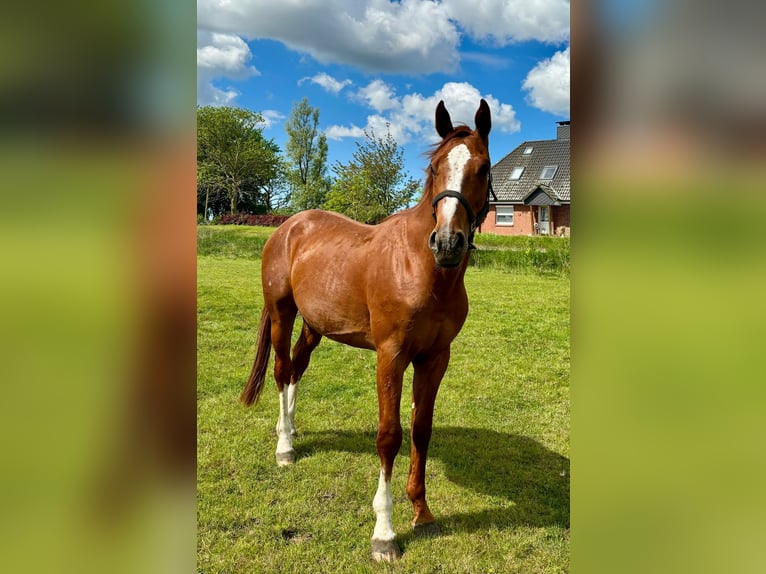 Koń holsztyński Wałach 3 lat 168 cm Kasztanowata in Mildstedt