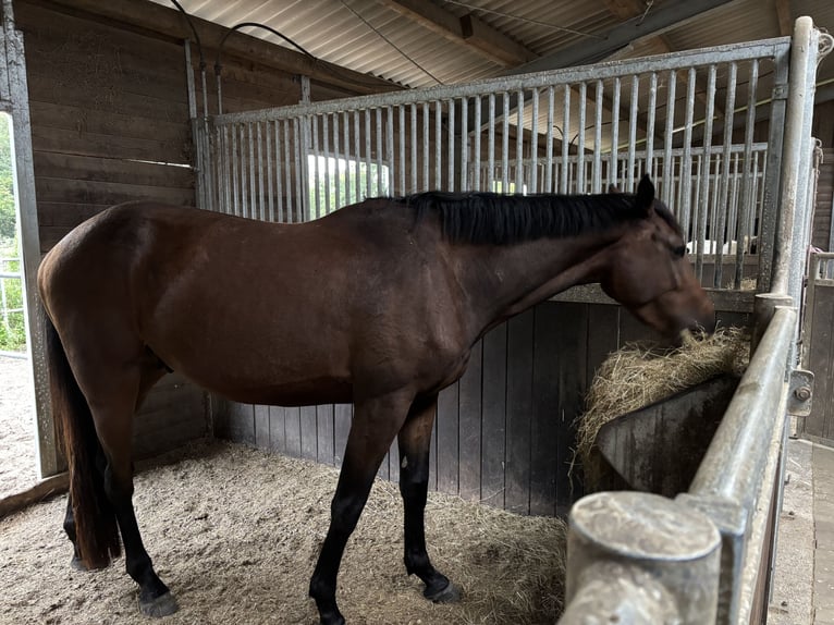 Koń holsztyński Wałach 3 lat 170 cm Gniada in Sch&#xFC;lp bei NortorfD&#xE4;tgen