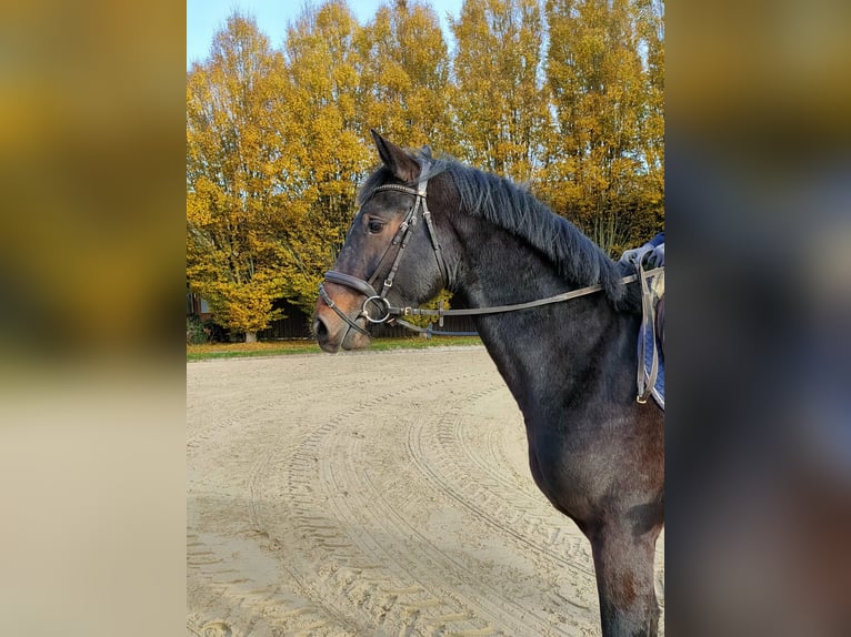 Koń holsztyński Wałach 3 lat 170 cm Gniada in Verden (Aller)