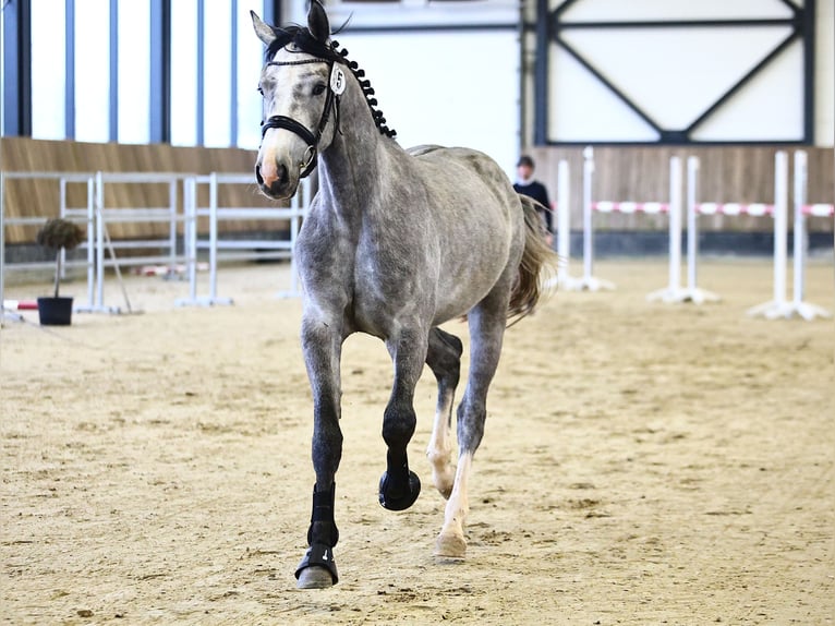 Koń holsztyński Wałach 3 lat 172 cm Siwa in Lichtenau