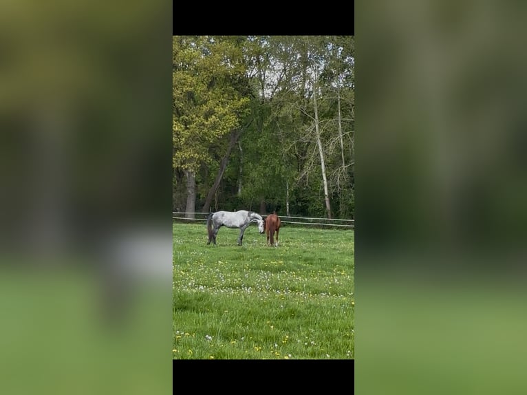 Koń holsztyński Wałach 3 lat 186 cm Siwa jabłkowita in Appen
