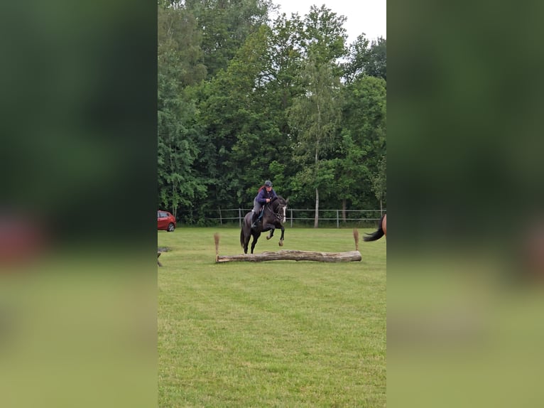 Koń holsztyński Wałach 4 lat 162 cm Skarogniada in Krüzen