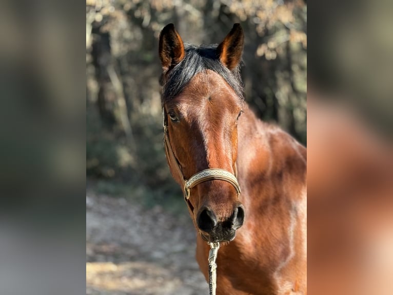 Koń holsztyński Mix Wałach 4 lat 164 cm Gniada in Poreč