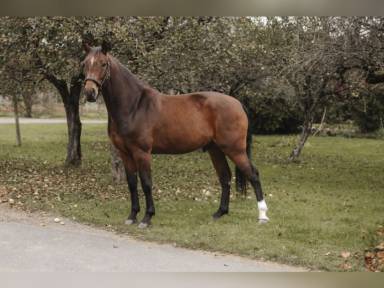 Koń holsztyński Wałach 4 lat 164 cm Gniada in Leutschach Koń holsztyński Wałach 4 lat 164 cm Gniada in Leutschach