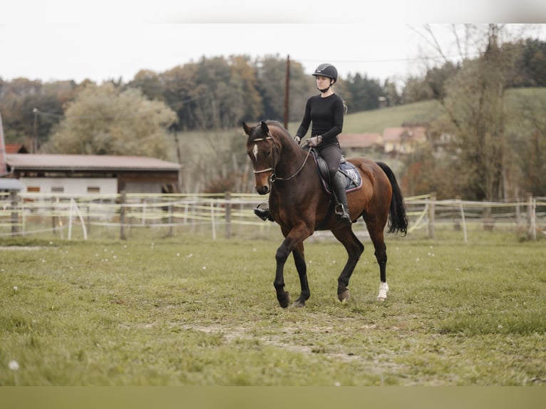 Koń holsztyński Wałach 4 lat 164 cm Gniada in Leutschach Koń holsztyński Wałach 4 lat 164 cm Gniada in Leutschach